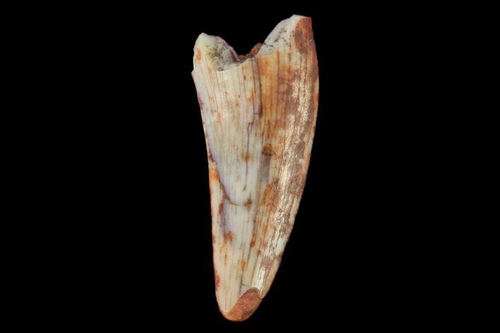Fossil Phytosaur (Machaeroprosopus) Tooth - New Mexico #133278